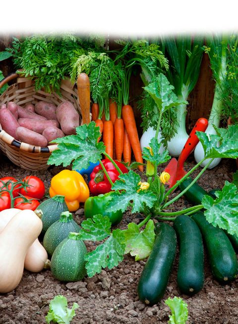 ABONO CÉSPED PLANTA Y HUERTO EN VIVERO DE VALLADOLID